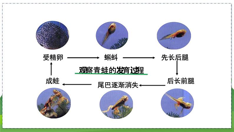 20.2 动物的发育（第2课时）（八年级生物上苏科版教学课件）07