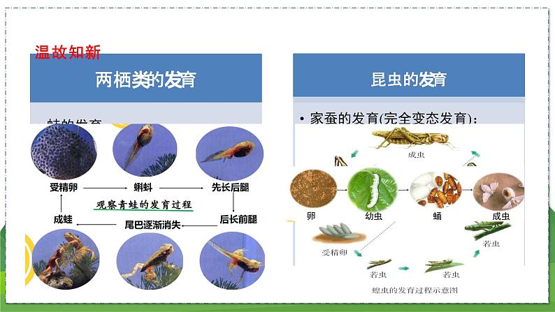 21.1 人的生殖（八年级生物上苏科版教学课件）02