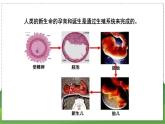 21.1 人的生殖（八年级生物上苏科版教学课件）