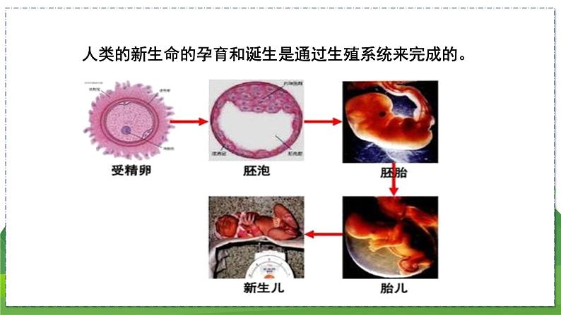 21.1 人的生殖（八年级生物上苏科版教学课件）04