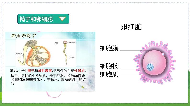 21.1 人的生殖（八年级生物上苏科版教学课件）07