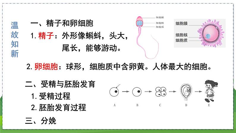 21.2 人的个体发育（八年级生物上苏科版教学课件）02