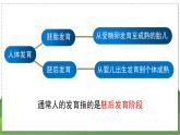 21.2 人的个体发育（八年级生物上苏科版教学课件）