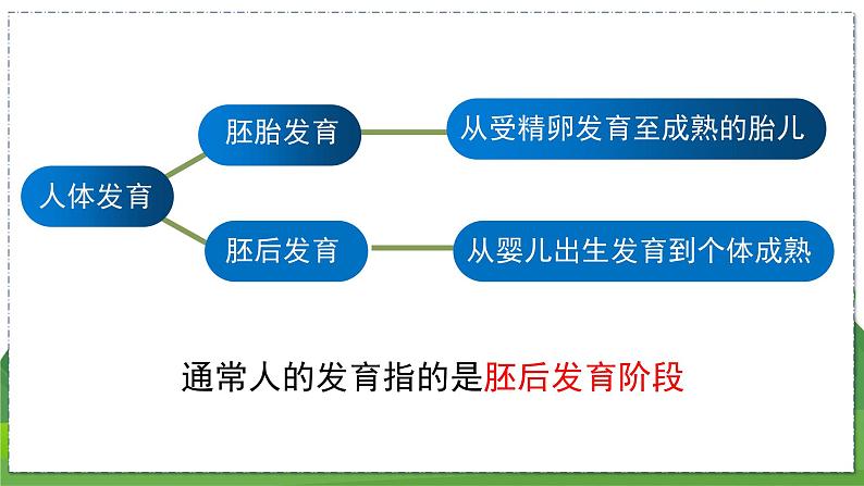 21.2 人的个体发育（八年级生物上苏科版教学课件）05