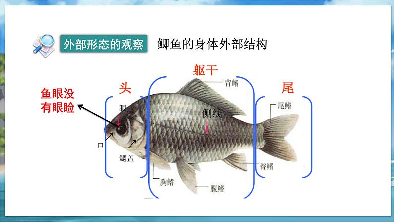 教学同步课件七下生物（苏科版）10.1 水中生物 第2课时第6页