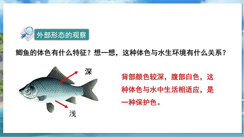 教学同步课件七下生物（苏科版）10.1 水中生物 第2课时第7页