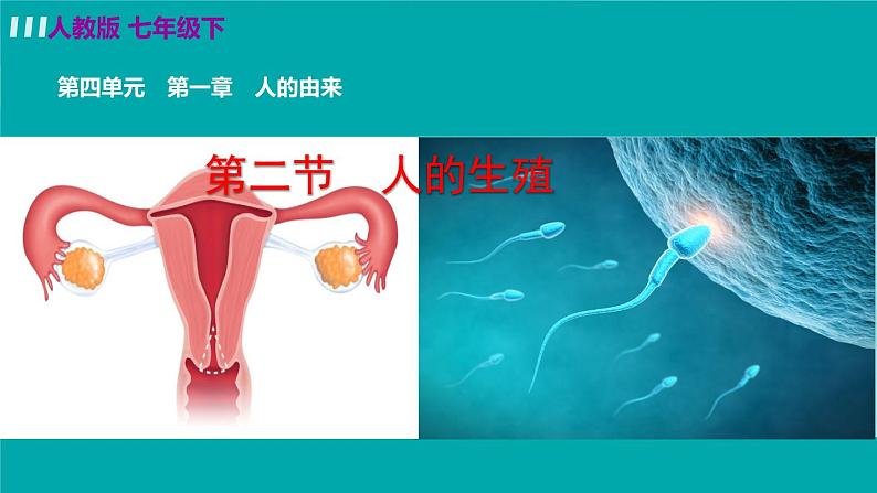 人教版生物7年级下册　第一章 第二节 人的生殖 PPT课件02