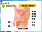 人教版生物7年级下册　第一章 第二节 人的生殖 PPT课件