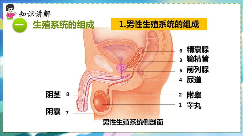 人教版生物7年级下册　第一章 第二节 人的生殖 PPT课件04