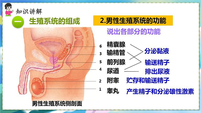 人教版生物7年级下册　第一章 第二节 人的生殖 PPT课件05