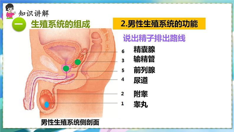 人教版生物7年级下册　第一章 第二节 人的生殖 PPT课件06