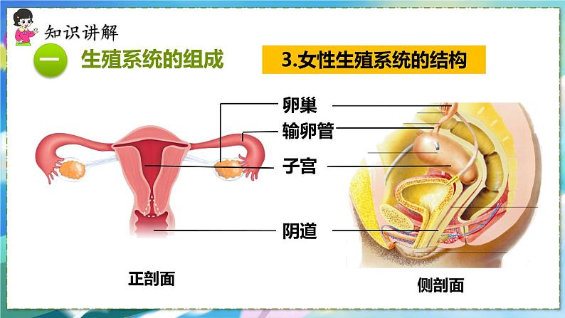 人教版生物7年级下册　第一章 第二节 人的生殖 PPT课件08