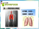 人教版生物7年级下册　第三章 第二节 发生在肺内的气体交换 PPT课件