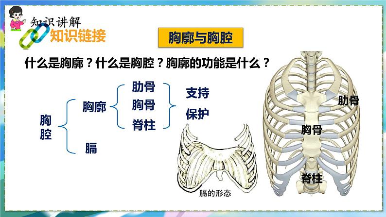 人教版生物7年级下册　第三章 第二节 发生在肺内的气体交换 PPT课件07
