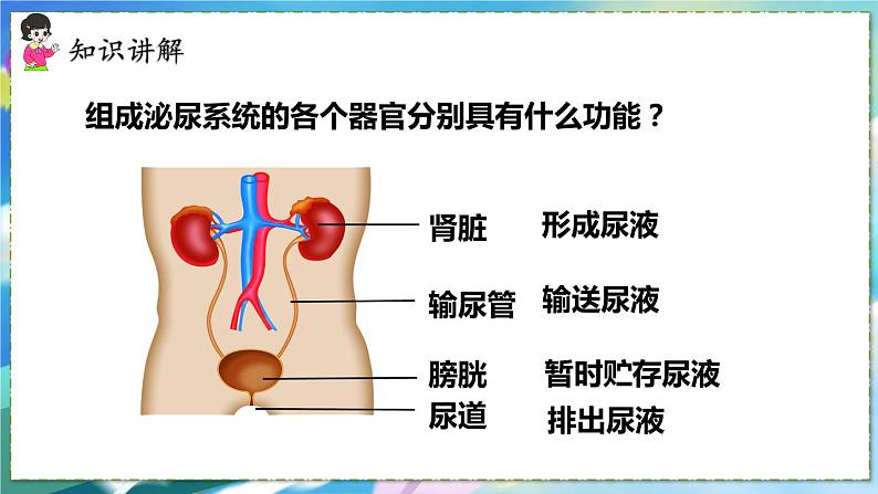 人教版生物7年级下册　第五章  人体内废物的排出 PPT课件07