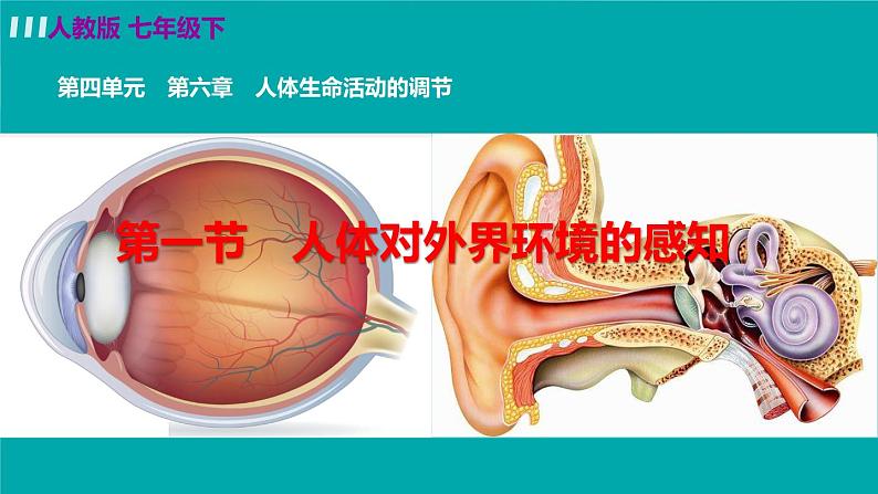 第一节　人体对外界环境的感知第2页