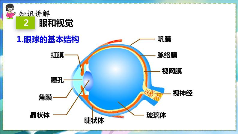 第一节　人体对外界环境的感知第7页