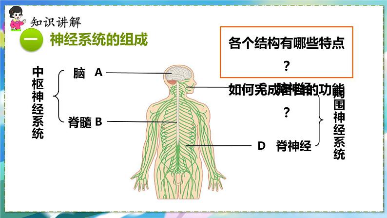 第二节  神经系统的组成第4页