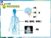 人教版生物7年级下册　第六章 第二节   神经系统的组成 PPT课件