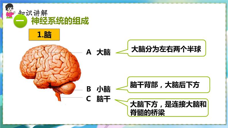 第二节  神经系统的组成第6页