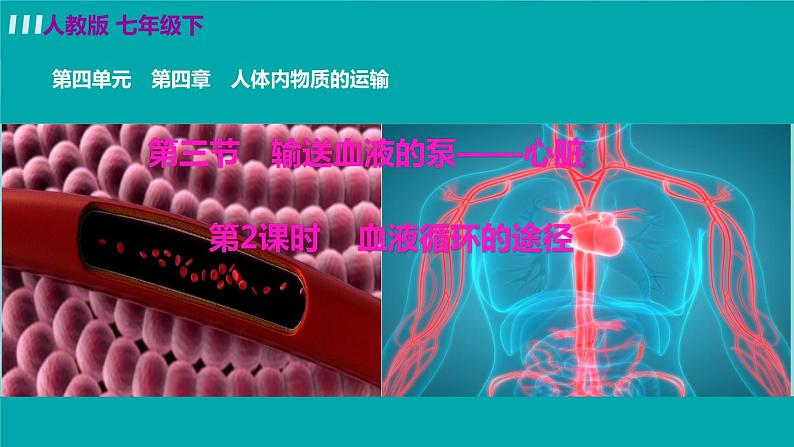 人教版生物7年级下册　第四章 第三节  输送血液的泵——心脏 PPT课件02