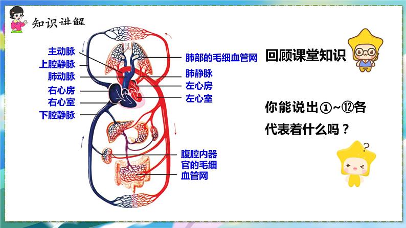 人教版生物7年级下册　第四章 第三节  输送血液的泵——心脏 PPT课件04