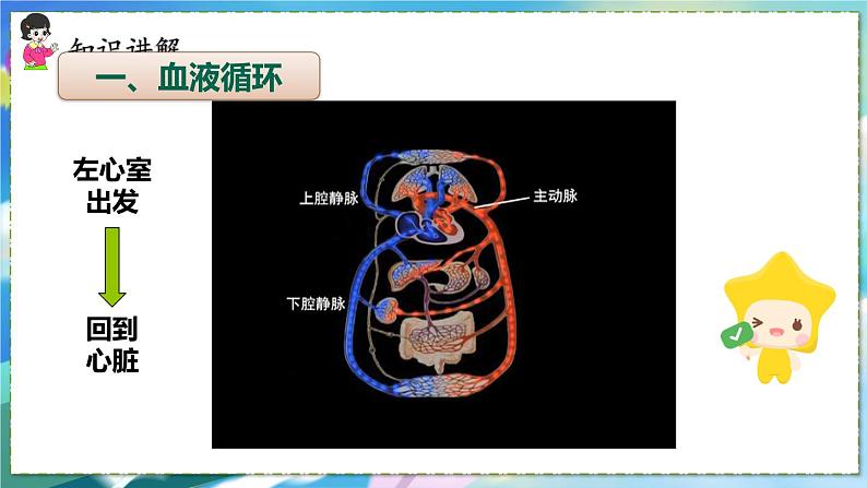 人教版生物7年级下册　第四章 第三节  输送血液的泵——心脏 PPT课件06