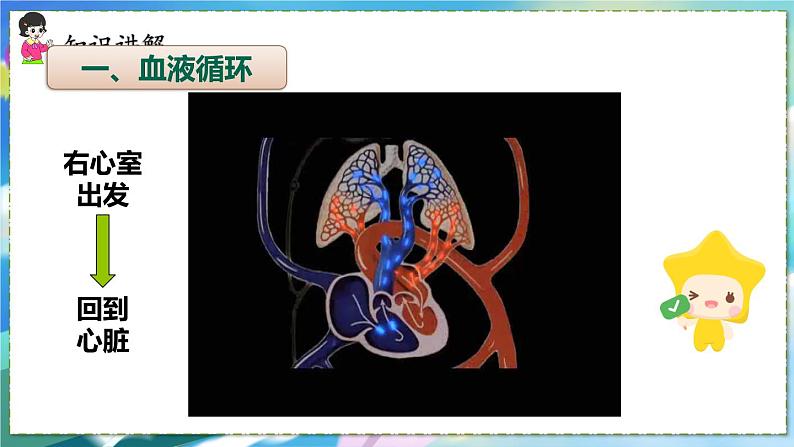 人教版生物7年级下册　第四章 第三节  输送血液的泵——心脏 PPT课件07