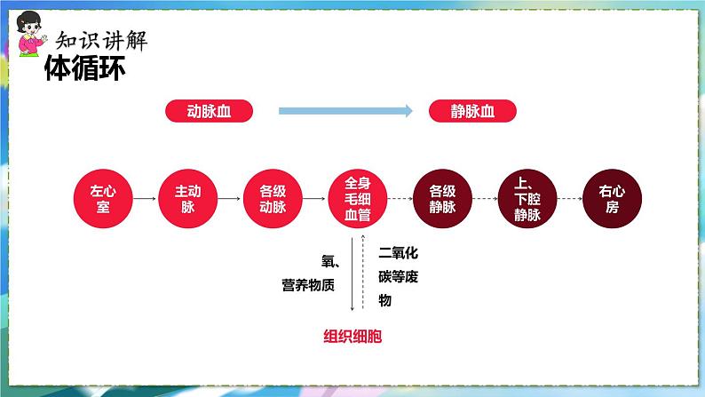 人教版生物7年级下册　第四章 第三节  输送血液的泵——心脏 PPT课件08