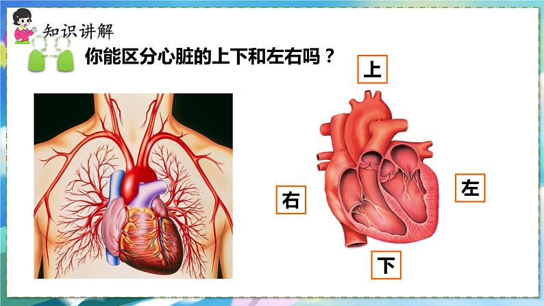 人教版生物7年级下册　第四章 第三节  输送血液的泵——心脏 PPT课件05