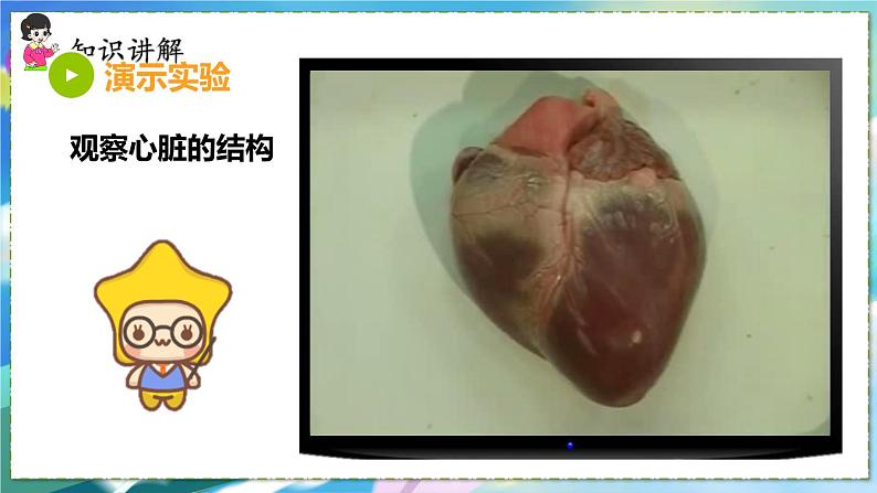 人教版生物7年级下册　第四章 第三节  输送血液的泵——心脏 PPT课件06