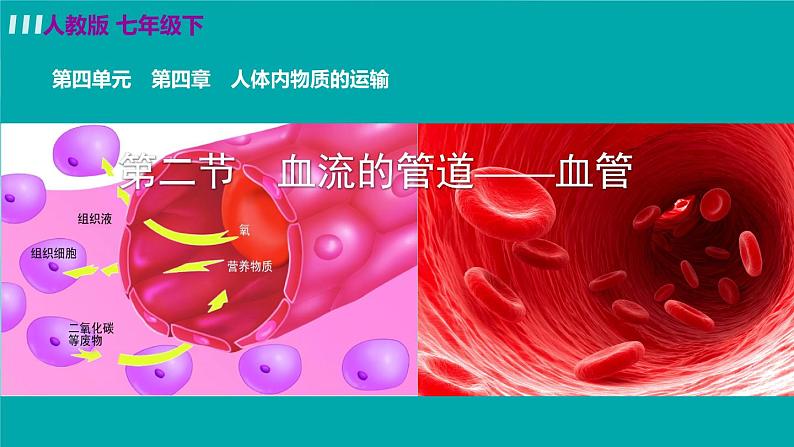 人教版生物7年级下册　第四章 第二节　血流的管道——血管  PPT课件第2页