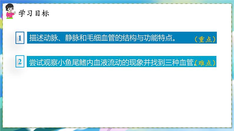 人教版生物7年级下册　第四章 第二节　血流的管道——血管  PPT课件第3页