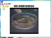 人教版生物7年级下册　第四章 第二节　血流的管道——血管  PPT课件