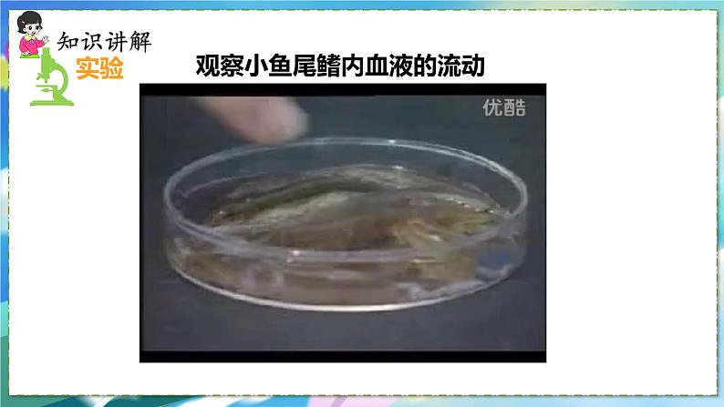 人教版生物7年级下册　第四章 第二节　血流的管道——血管  PPT课件第4页