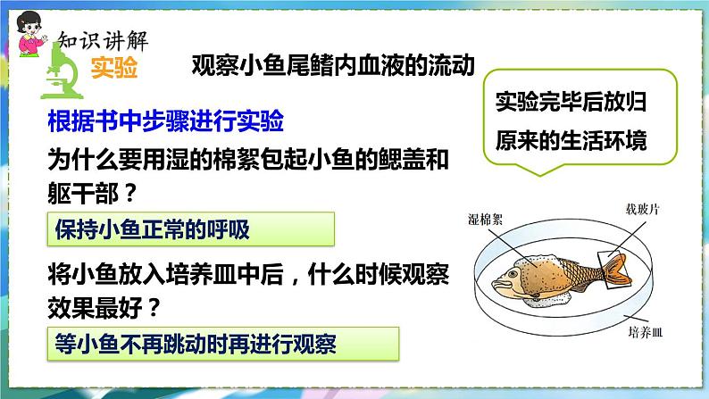 人教版生物7年级下册　第四章 第二节　血流的管道——血管  PPT课件第5页