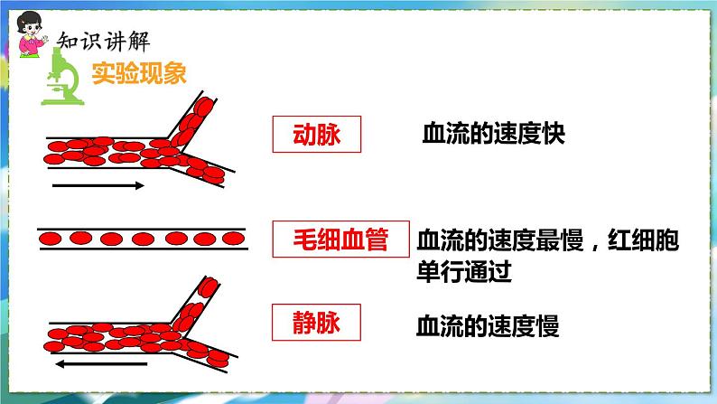 人教版生物7年级下册　第四章 第二节　血流的管道——血管  PPT课件06
