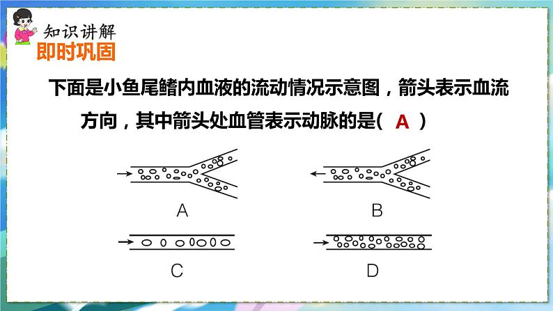 人教版生物7年级下册　第四章 第二节　血流的管道——血管  PPT课件07