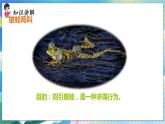人教版生物8年级下册　第一章 第三节 两栖动物的生殖和发育 PPT课件