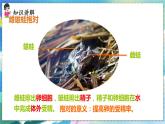 人教版生物8年级下册　第一章 第三节 两栖动物的生殖和发育 PPT课件