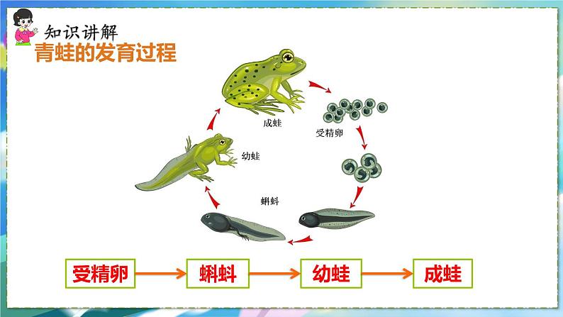 人教版生物8年级下册　第一章 第三节 两栖动物的生殖和发育 PPT课件07