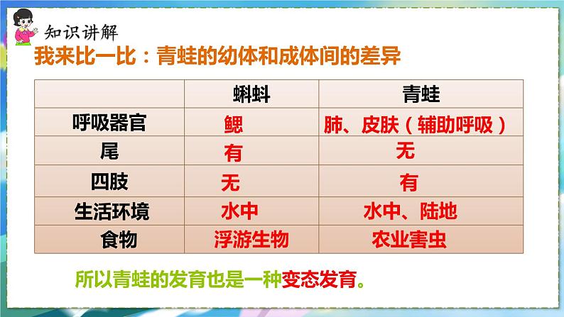 人教版生物8年级下册　第一章 第三节 两栖动物的生殖和发育 PPT课件08