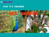 人教版生物8年级下册　第一章 第四节 鸟的生殖和发育 PPT课件