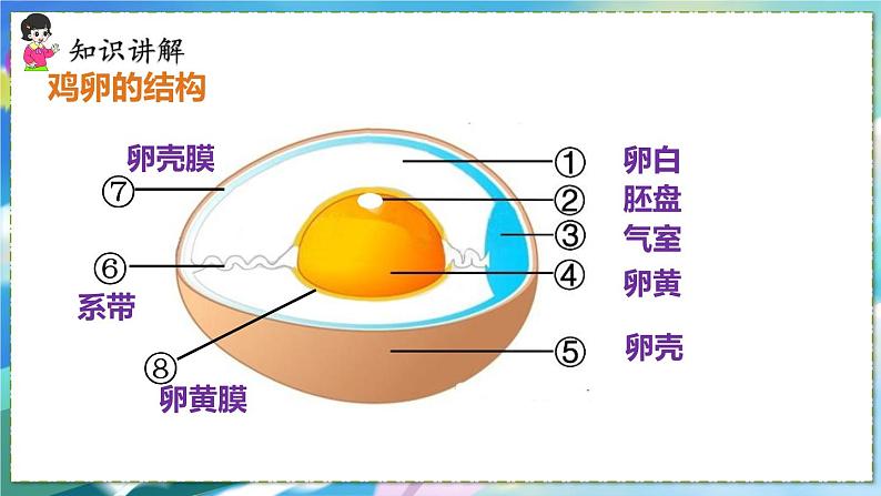 第四节 鸟的生殖和发育第7页