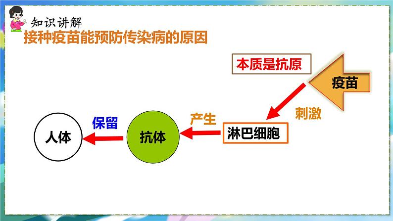 人教版生物8年级下册　第一章 第二节  免疫与计划免疫 PPT课件05