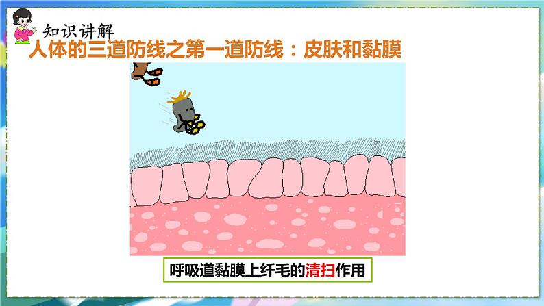 人教版生物8年级下册　第一章 第二节  免疫与计划免疫 PPT课件05