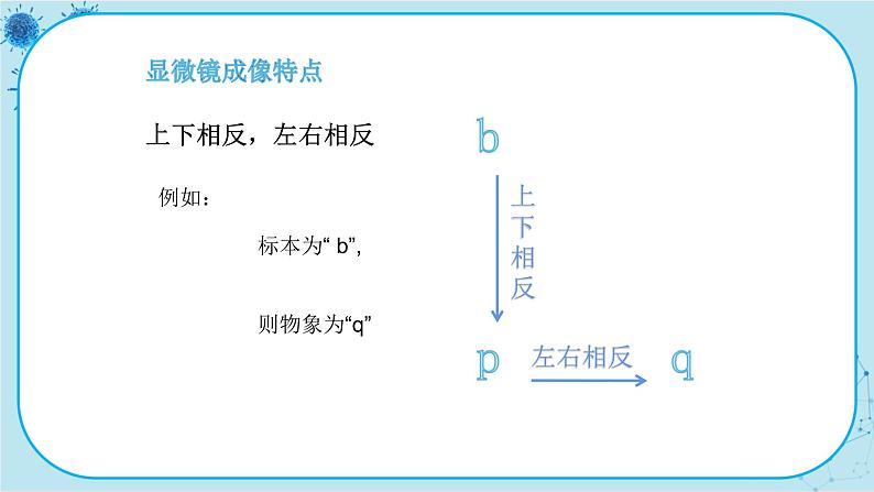 冀少版生物七年级上册 1.1 走进生物实验室 课件+教案05