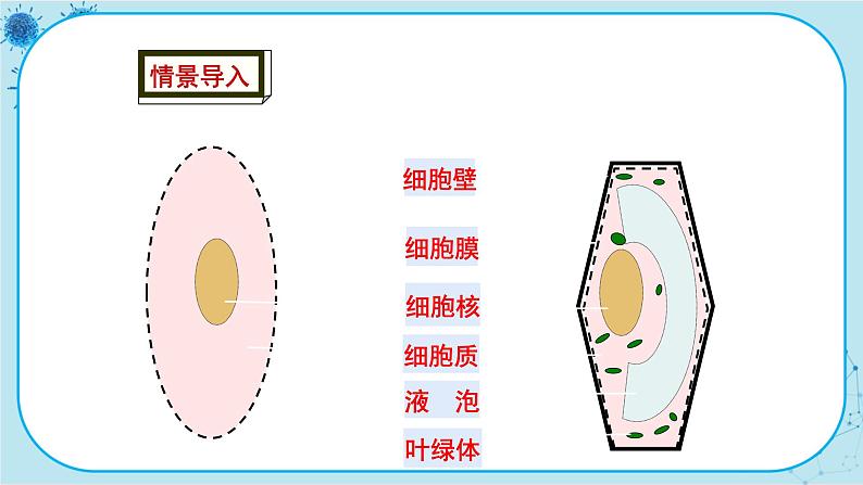 冀少版生物七年级上册 2.1 细胞 课件+教案02