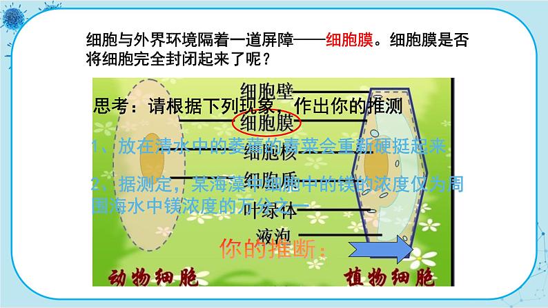 冀少版生物七年级上册 2.1 细胞 课件+教案06