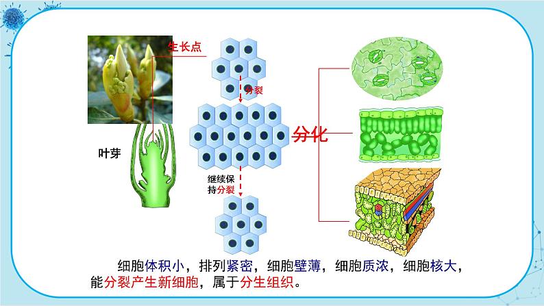 第2节   细胞分化形成组织第6页